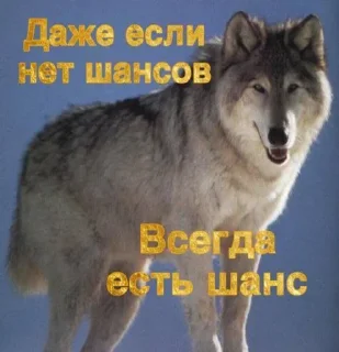 Sticker 🐺☝️ - 9