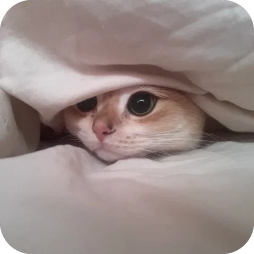 Стикер VonyuchkaKevin - 1