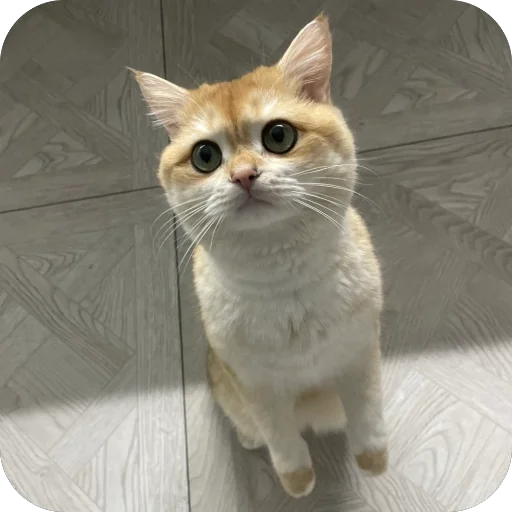 Стикер VonyuchkaKevin - 1