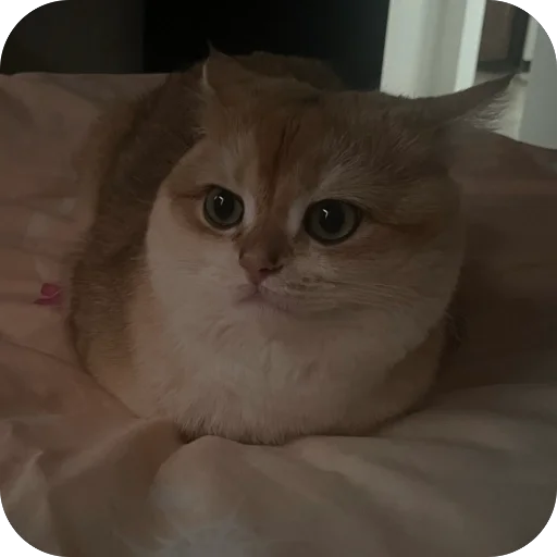 Sticker VonyuchkaKevin - 1