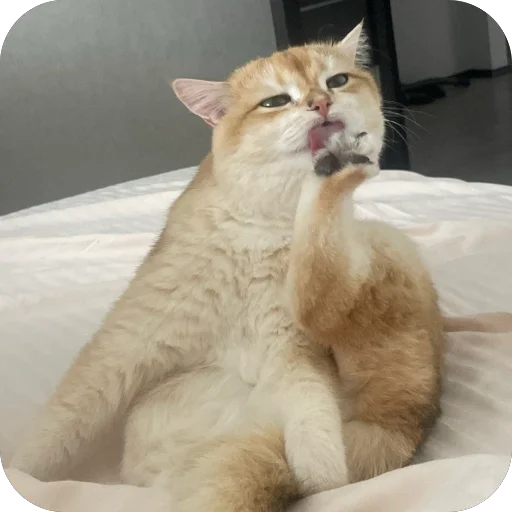 Стикер VonyuchkaKevin - 1