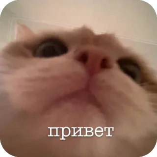 Sticker наш Кевин - 6