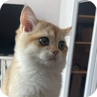 Sticker наш Кевин - 0