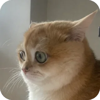 Sticker наш Кевин - 10