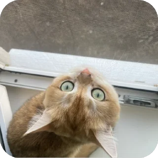 Sticker наш Кевин - 1