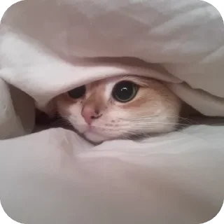 Sticker наш Кевин - 7