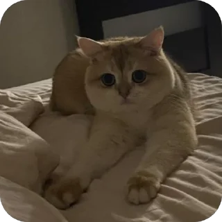 Sticker наш Кевин - 8