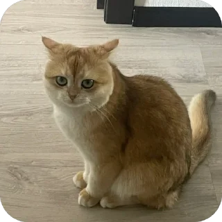 Sticker наш Кевин - 3