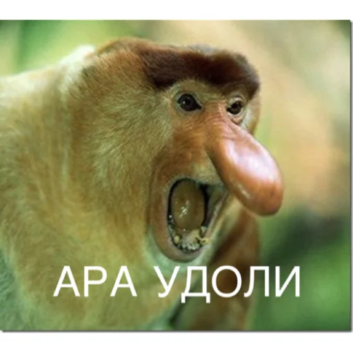 animal mammal primate