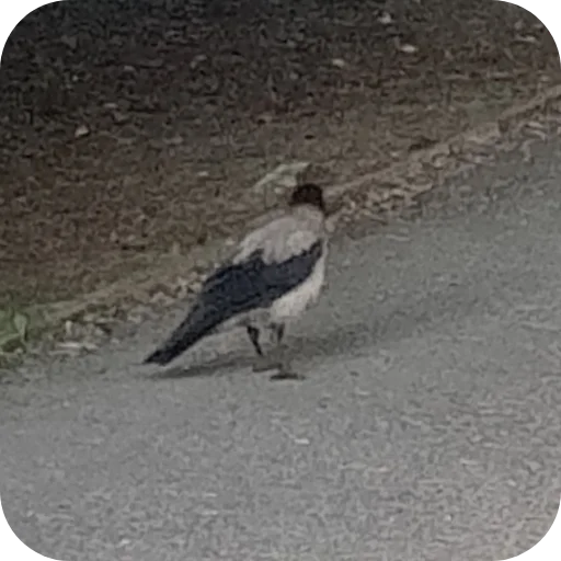 Стикер Vorony16 - 1