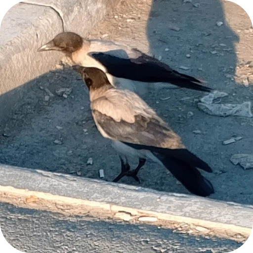 Стикер Vorony16 - 1