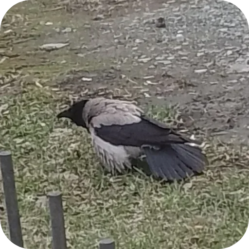 Sticker Vorony16 - 1