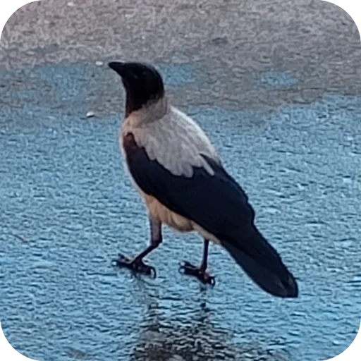 Sticker Vorony16 - 1