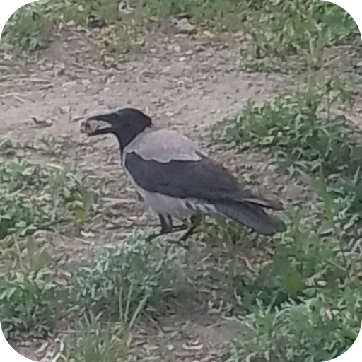 Вороны как смысл жизни - 