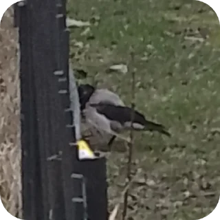 Sticker Вороны как смысл жизни - 6