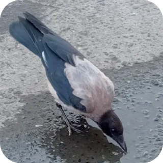 Sticker Вороны как смысл жизни - 8