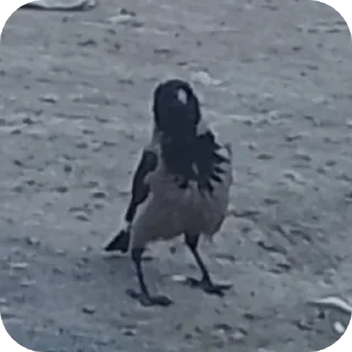 Sticker Вороны как смысл жизни - 2