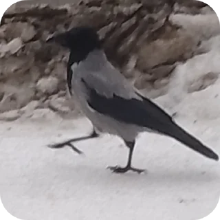 Sticker Вороны как смысл жизни - 1