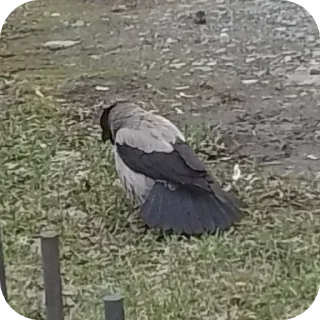 Sticker Вороны как смысл жизни - 9