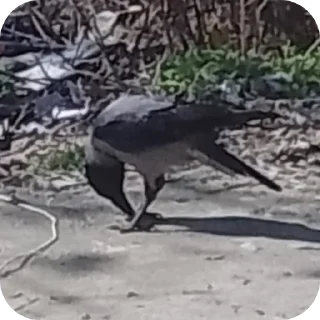 Sticker Вороны как смысл жизни - 10