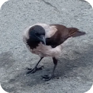 Sticker Вороны как смысл жизни - 5