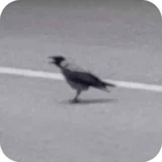 Sticker Вороны как смысл жизни - 7