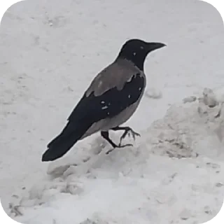 Sticker Вороны как смысл жизни - 4