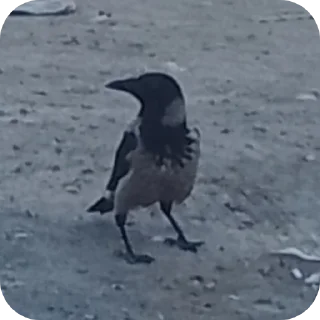 Sticker Вороны как смысл жизни - 11