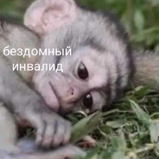 восемдесят дурашков - 