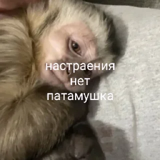 Sticker восемдесят дурашков - 1