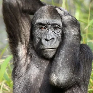 Sticker восемдесят дурашков - 11