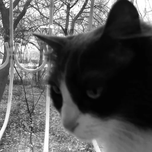 Ешь пей жуй не кринжуй - 