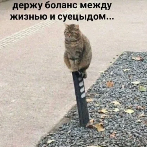 Стикер VprtcqV_by_achestickbot - 1