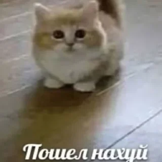 Sticker Больше стиков тут: @stikery4 - 8