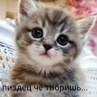 Sticker Больше стиков тут: @stikery4 - 9