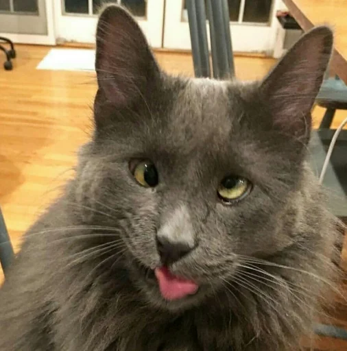 Sticker Vsratokoti - 1