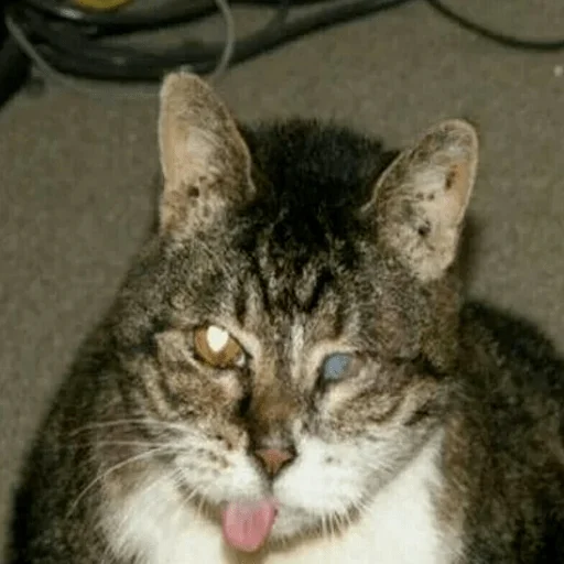 Sticker Vsratokoti - 1