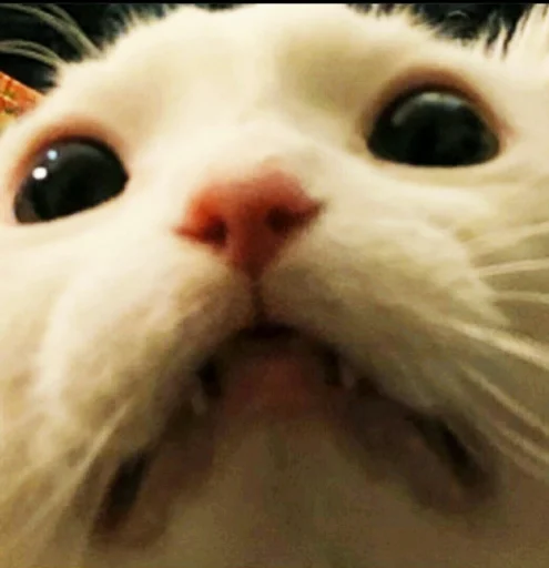 Всратокоты - 