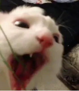 Стикер Всратокоты - 9