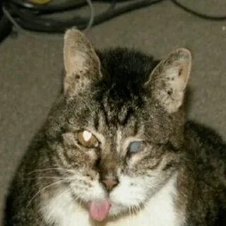 Стикер Всратокоты - 3