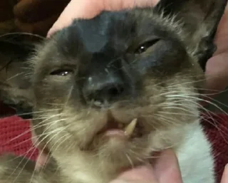 Стикер Всратокоты - 6