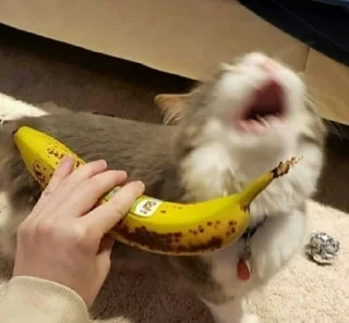 Стикер Всратокоты - 10