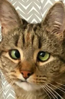 Стикер Всратокоты - 4