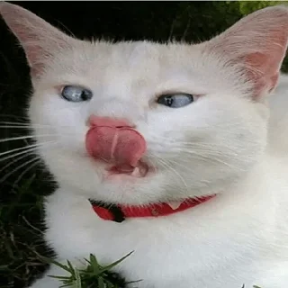 Стикер Всратокоты - 7