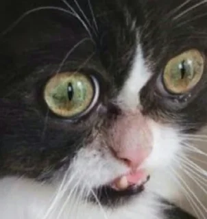 Стикер Всратокоты - 11