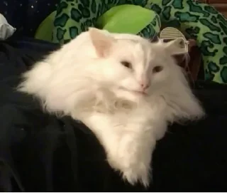 Стикер Всратокоты - 5