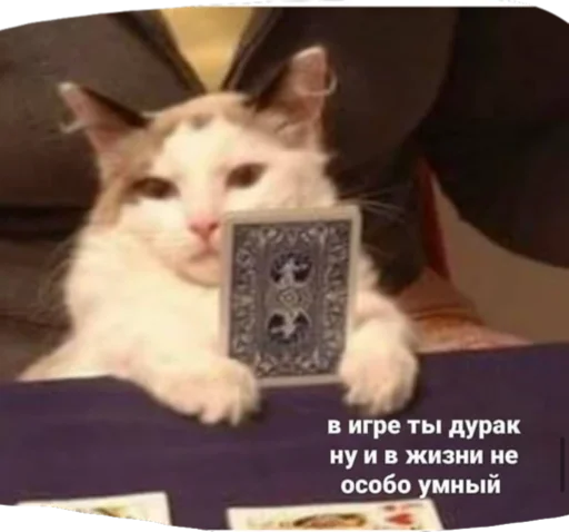 text small to medium-sized cats felidae