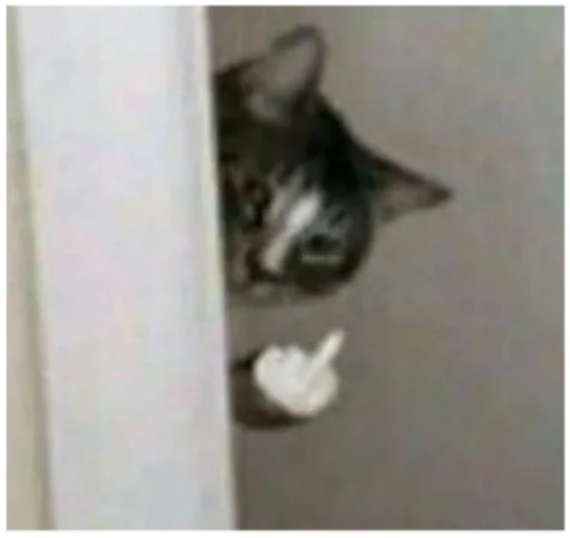 small to medium-sized cats animal cat