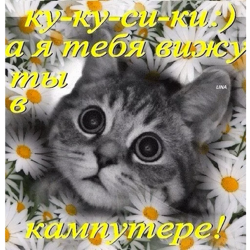 flower felidae small to medium-sized cats