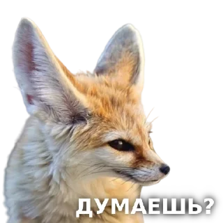 mrVulpes fox pack - animal